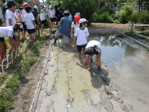 田植え１３.JPG