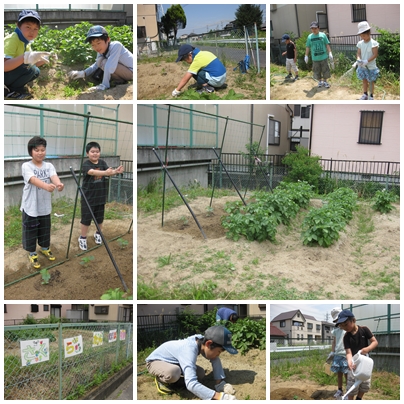 さくら・たんぽぽ学級園.jpg