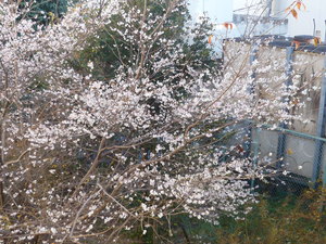 P1030387.JPG
