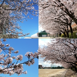 pagesakura1.jpg