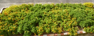 P1050517.JPG