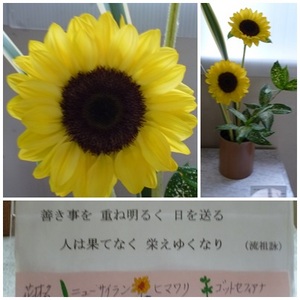 東昇降口前花６／１６（ＨＰ用）.jpg