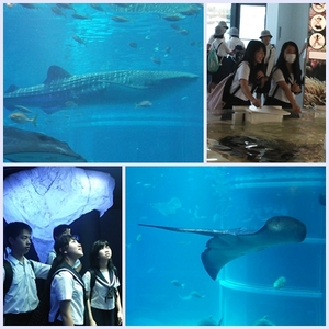 海遊館.jpg