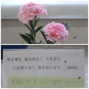 東昇降口前花（１２／３）.jpg