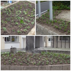 28秋花壇定植後②.jpg