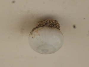 P1110474.JPG