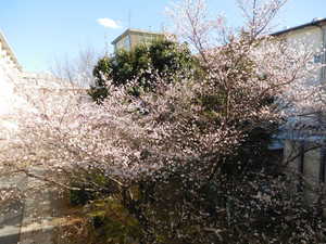 四季桜.JPG