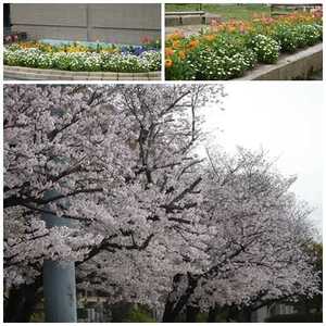 ４月花①.jpg