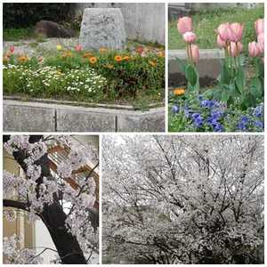 ４月花②.jpg