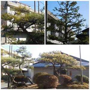 剪定（２月）.jpg