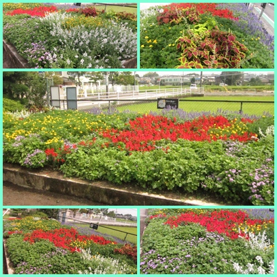 9.05　花壇.jpg