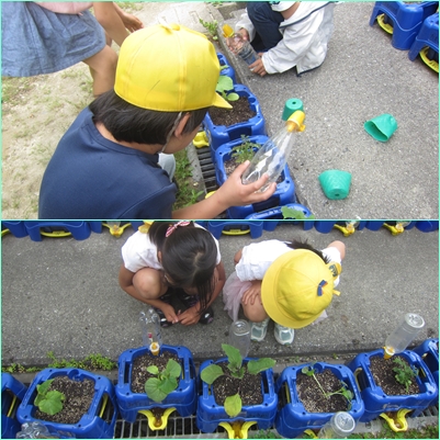 28年度2年生鉢植え.jpg