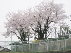 sakura4.JPG