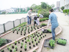 花壇定植②.JPG