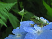 カエル2012.7.1.jpg