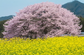 桜2013.3.25.jpg