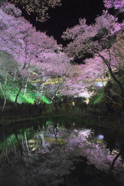 高遠城址公園2015.5.21.jpg