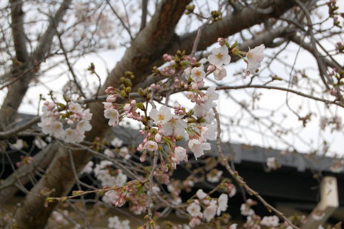 桜2016.3.31.JPG