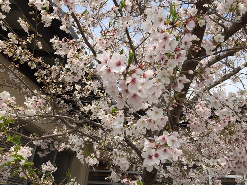 桜2016.4.6.JPG