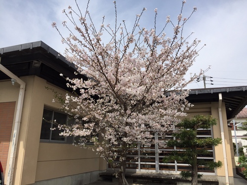 桜2016.4.7.JPG