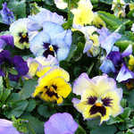 pansy03-01.jpg