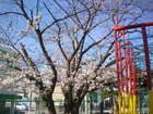 桜②.JPG