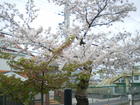 4.1桜②.JPG