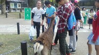 10.27奈良公園⑧.JPG