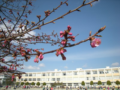 早咲き桜 (1).JPG