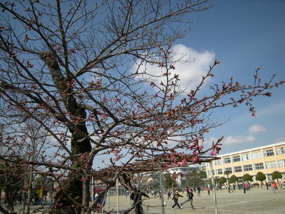 早咲き桜 (3).JPG