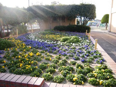 311花 (2).JPG