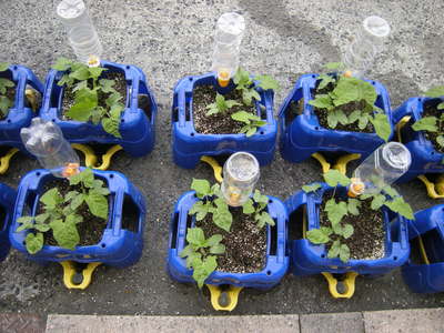 527植物 (1).JPG