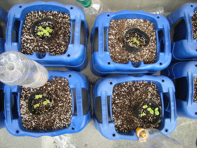 527植物 (3).JPG