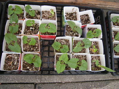 527植物 (4).JPG