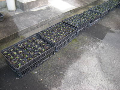 DSCN3745.JPG