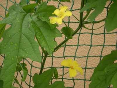 DSCN4201.JPG