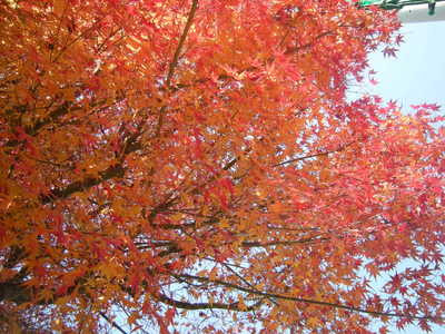 DSCN6350.JPG