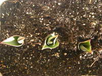 DSCN0980.JPG
