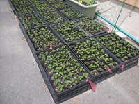 DSCN2747.JPG