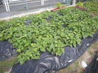 DSCN3072.JPG