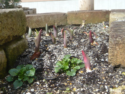 P1050136.JPG