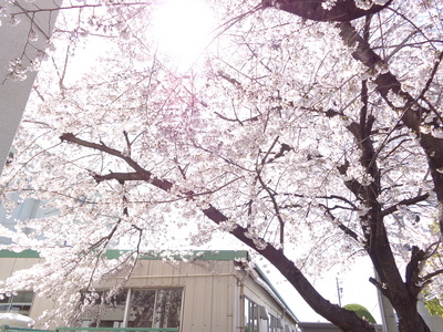 桜桜.JPG