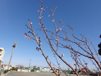 桜５.JPG