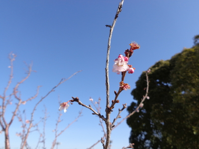 桜６.JPG