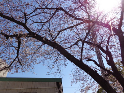 １桜.JPG
