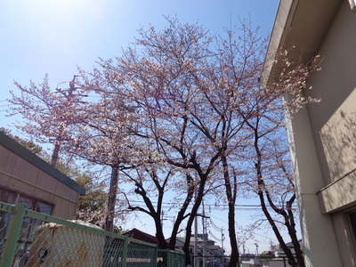 ４桜.JPG