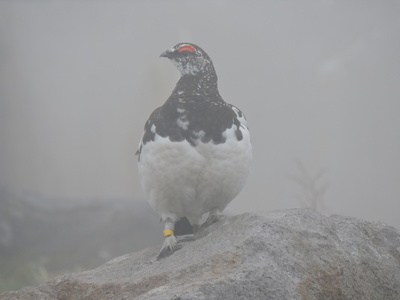 雷鳥出現.JPG