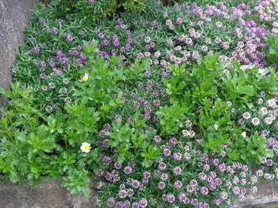 DSC03263.JPG