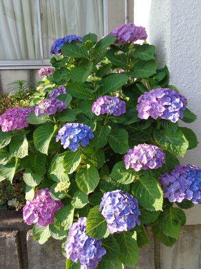 DSC05769.JPG