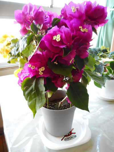 DSCN0805.JPG